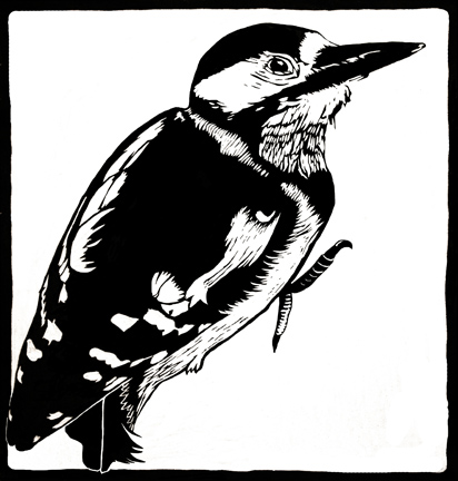 black and white woodpecker